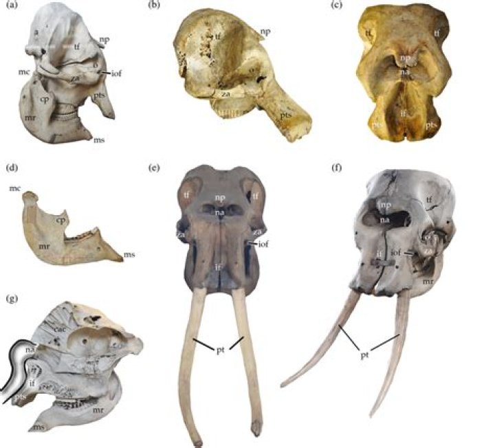 
Was Cyclops Really Inspired By Pygmy Elephant Skulls? Reddit Discussions Explained 